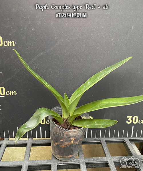 美琪園藝Miki Orchid - 批發專區